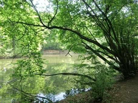 Krefeld-Bockum : Hüttenallee, Krefelder Stadtwald